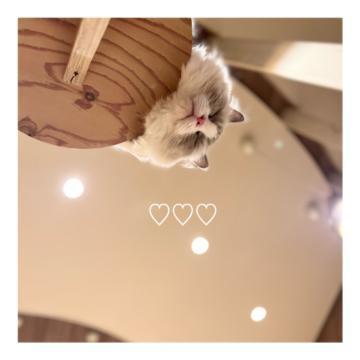 ヌコ<img class="emojione" alt="🐈" title=":cat2:" src="https://fuzoku.jp/assets/img/emojione/1f408.png"/><img class="emojione" alt="💕" title=":two_hearts:" src="https://fuzoku.jp/assets/img/emojione/1f495.png"/>
